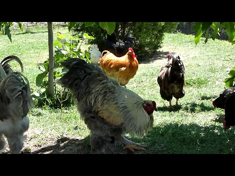 , title : 'Free-range poultry ,chickens,Rooster Crowing,/AGROKOTA.GR /PANASONIC DMC TZ10'