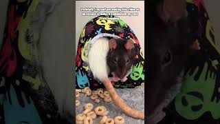 Download lagu Pet Rats - What Is “Boggling”? mp3