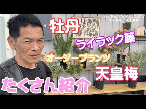 インドライラックの成長シート：品種、植え方、手入れのヒント  庭園