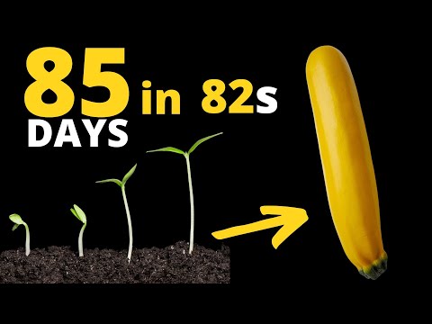 Growing ZUCCHINI From Seed to Harvest in TIME LAPSE