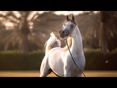 KIAHF AUCTION - D Shihanah Embryo Right