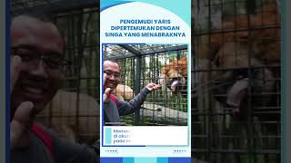 Pengemudi Toyota Yaris yang Mobilnya Sempat Rusak Ditabrak Singa Akhirnya Berdamai dengan Sang Singa