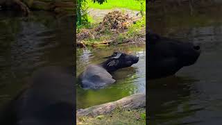 Download lagu Pig vs Carabao: The All-You-Can-Eat Comedy Show mp3 Download lagu Pig vs Carabao: The All-You-Can-Eat Comedy Show mp3