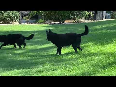 ELITE Black German Shepherds Playing/Hunting on a Sunday Morning