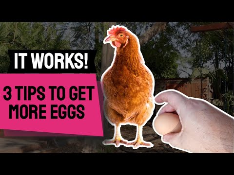 , title : '3 Tips to GET MORE EGGS From Your Chickens'