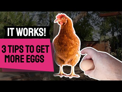 3 Tips to GET MORE EGGS From Your Chickens