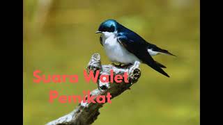 Download lagu Suara Burung Walet Pemikat Durasi Panjang mp3 Download lagu Suara Burung Walet Pemikat Durasi Panjang mp3
