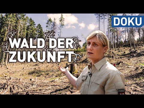 Die Zukunft des Waldes - der Wald der Zukunft | doku