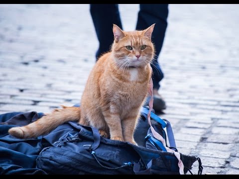 A Street Cat Named Bob (2016) Official Trailer