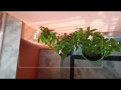 #🌱🌱Darja khule dekhi🪴🪴 Sundar Sundar 🌺🌺💮💮🪻🪻Samahar#