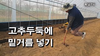 고추 두둑에 밑거름 넣기