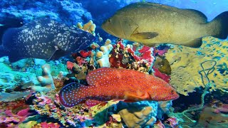 Download lagu kehidupan bawah laut sangat menakjubkan | dunia bawah laut mp3 Download lagu kehidupan bawah laut sangat menakjubkan | dunia bawah laut mp3