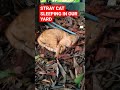 LONELY STRAY CAT SLEEPING IN OUR FRONT YARD #catlover #straycats #shorts #vervillanueva #paws #cats