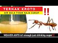 TERNAK KROTO GAGAL ️ ️ KARENA INI ️ Semut Rangrang Kroto Kerangga