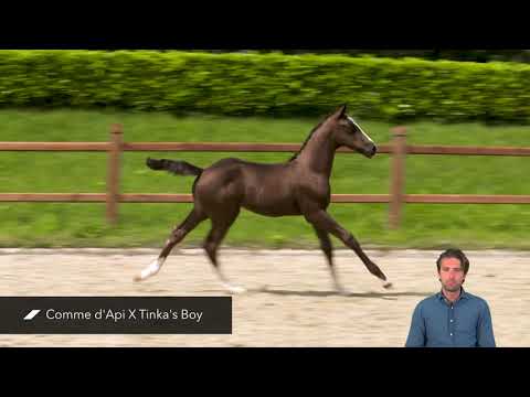 Confess Color Z (Com da Pi X Tinka's Boy).