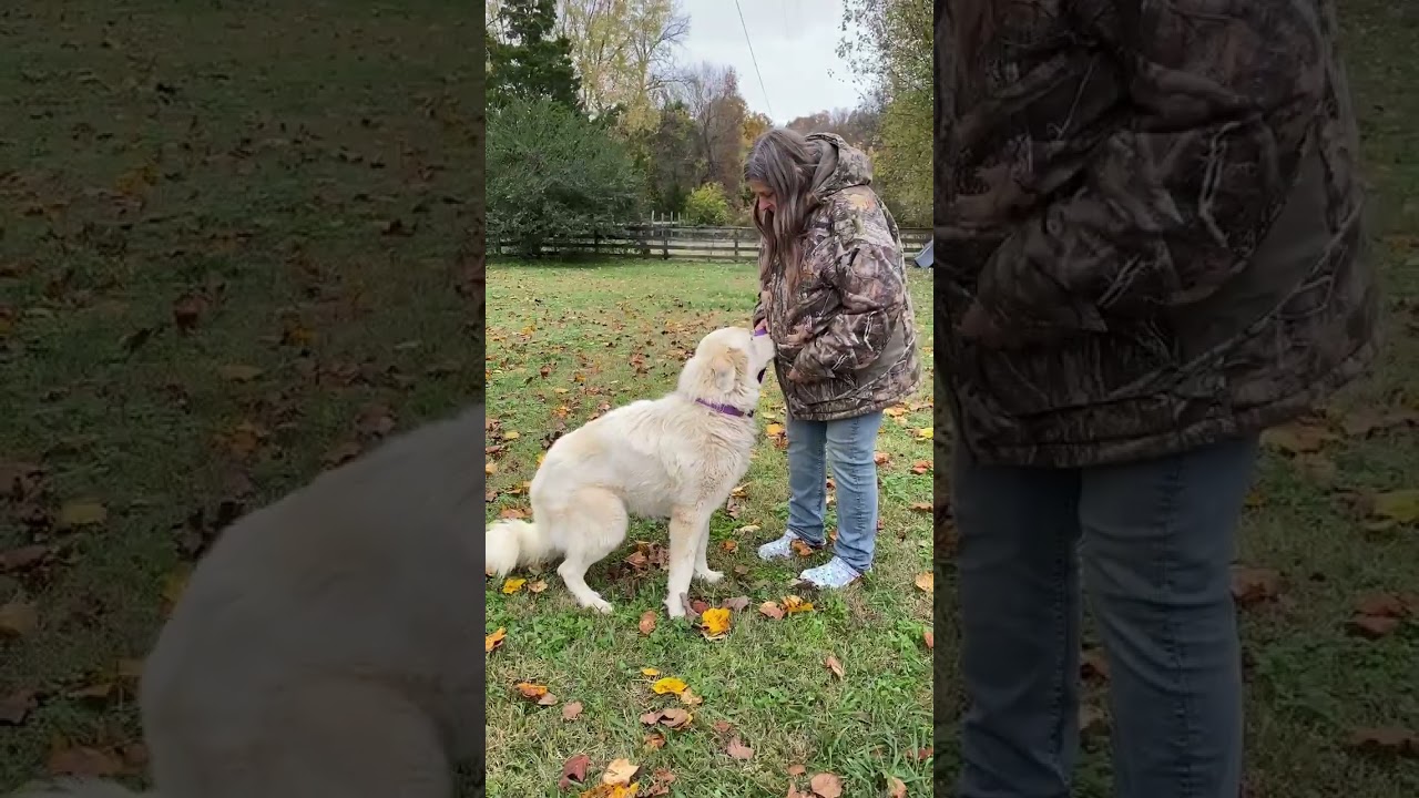 Enlarge Harley in TN - Ready To Ride Into Your Heart!, an adopted Great Pyrenees in Lebanon, TN video 4/4