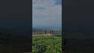 Download lagu Kebun Teh Jamus Ngawi mp3