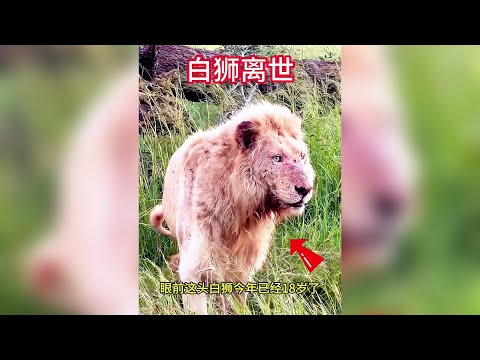 白獅即將離世，獅王陪伴白獅渡過最後的時光 #神奇動物在抖音 #動物世界 #野生動物 #獅子 #白獅