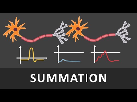 Räumliche und zeitliche Summation einfach erklärt | Verrechnung von Potentialen