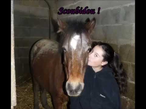 comment gagner la confiance d'un cheval