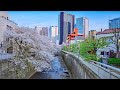 Japan: Tokyo Shimo-Ochiai Sakura Walk to Shinjuku • 4K HDR