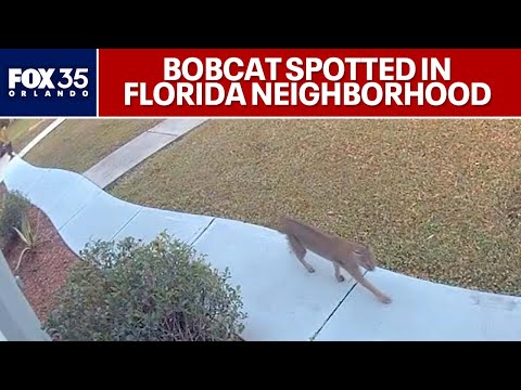 Bobcat spotted wandering through Orange County neighborhood