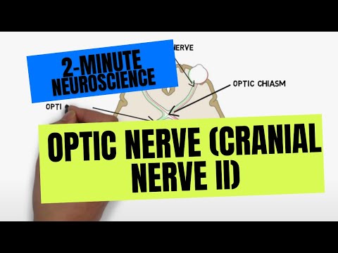 2-Minute Neuroscience: Optic Nerve (Cranial Nerve II)