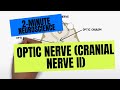 2-Minute Neuroscience: Optic Nerve (Cranial Nerve II)