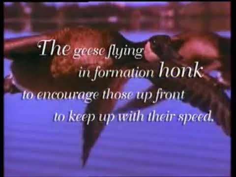 Lessons from Geese - Saatchi & Saatchi (HR tool)