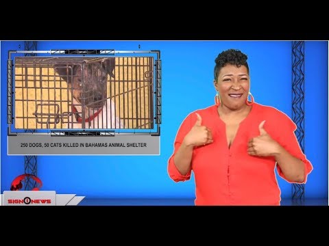 250 dogs, 50 cats killed in Bahamas animal shelter (ASL - 9.9.19)