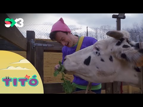 Excursió amb la vaca (i la seva caca) | Titó