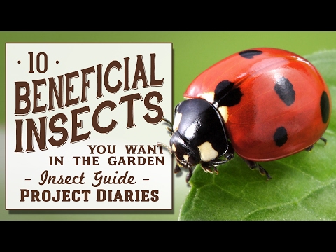 ★ 10 Beneficial Insects You Want in the Garden (Insect Guide)
