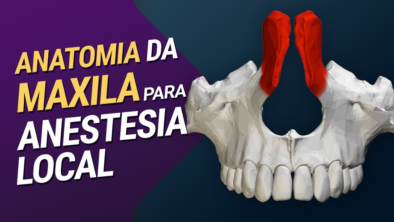 Anatomia da Maxila para Anestesia Local