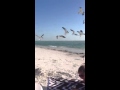 Feed Seagulls (3)