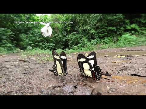 キオビアゲハをOsmo Actionで Papilio torquatus
