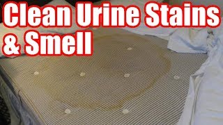 How to Get Pee Stains & Smell Out of Mattress Easy Steps