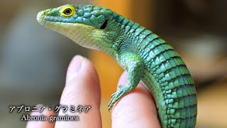 激レア樹上棲トカゲ“アブロニア”を遂にお迎えしました！