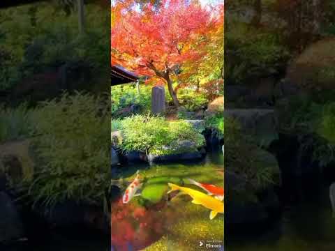 Japan view #viralvideos #shorts #viral #japan