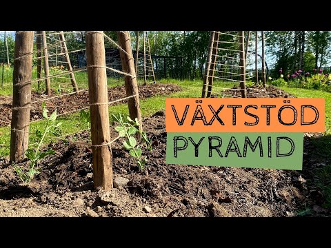 Växtstöd PYRAMID - Såhär har jag byggt höga och billiga växtstöd