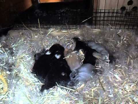 Baby konijnen 2