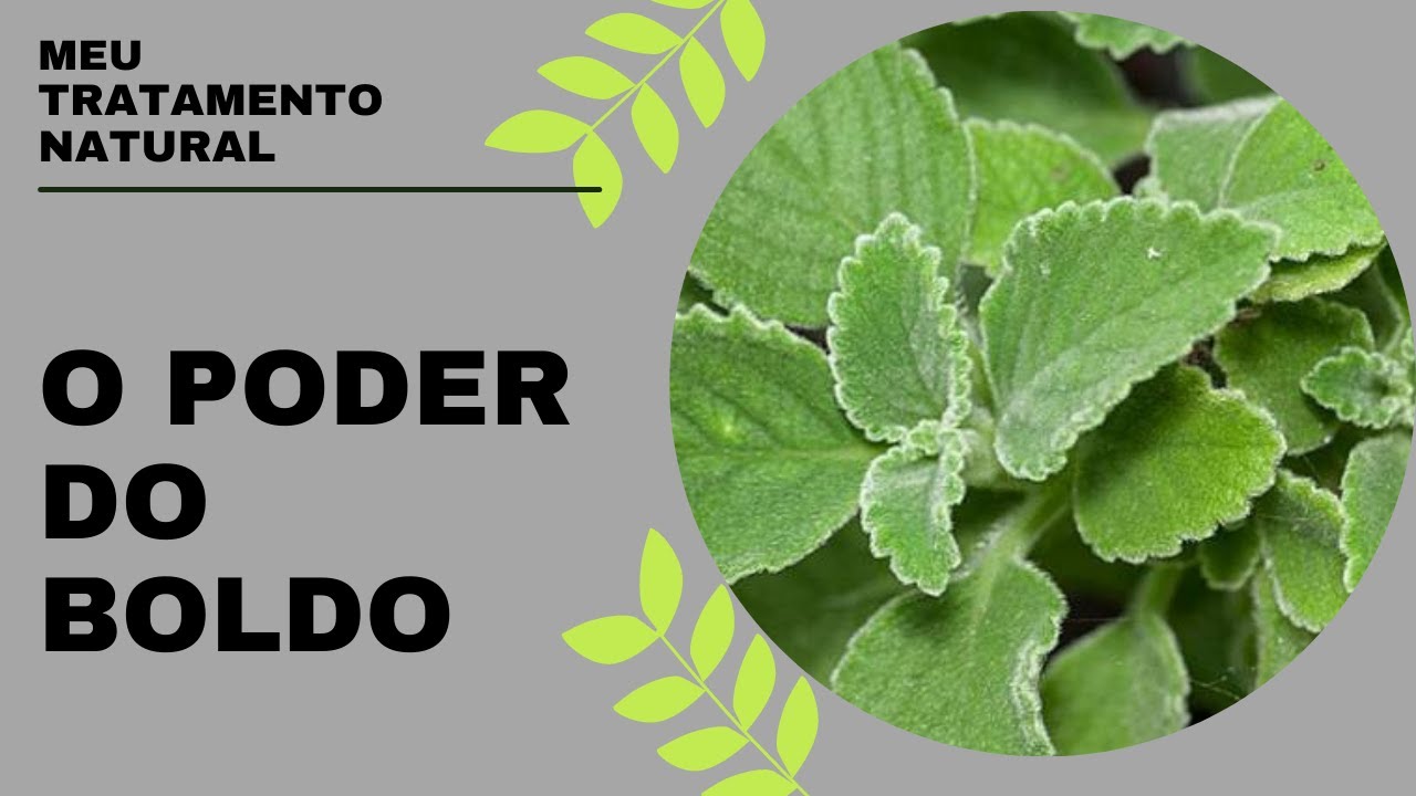 Medicina popular - O poder do boldo, o detoxi do fígado