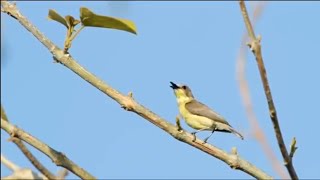 Download lagu Kicauan Suara Burung Remetuk Laut/Sulingan di Alam Bebas mp3