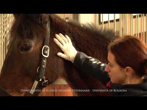 Esame obiettivo generale del cavallo