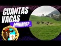 CUANTAS VACAS MINIMO NECESITAMOS PARA QUE UNA PEQUEÑA LECHERIA SEA EFICIENTE Y RENTABLE