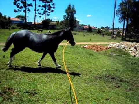 cabanha Tabapuã ,Jasmine do Poncho Negro, genetica do BT Butia e Dom Carasco do Purunã