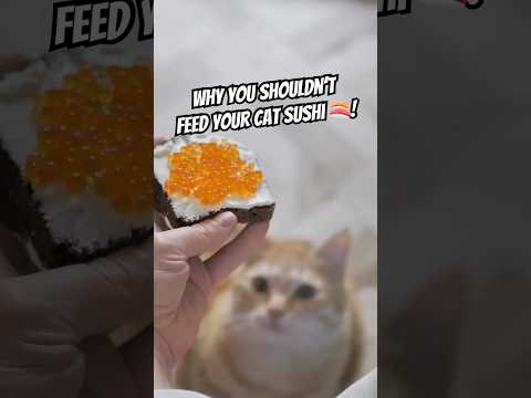 Can Cats Eat Sushi? 🐱🍣 #catfacts #crazyfacts