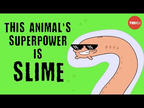 What is the World's Slimiest Animal?