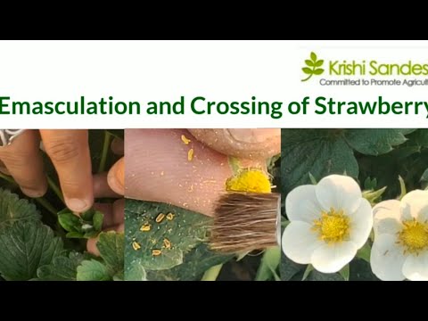 Emasculation and Crossing of Strawberry-A technique for breeding