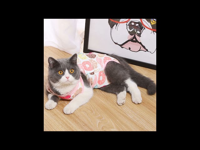 Vídeo relacionado con Molain Traje de recuperación profesional para gatos para heridas abdominales o enfermedades de la piel, alternativa para después de la cirugía, collar electrónico para gatos(azul, talla M)