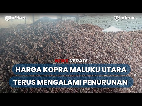 Harga Kopra Maluku Utara: Sebulan Kopra dari Halmahera Dikirim ke Surabaya 810 Ton